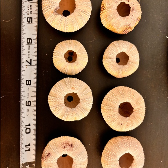 Light green sea urchins tests - Picture 2 of 2
